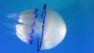 Jellyfish  Meduza Rhizostoma pulmo [upl. by Minier]