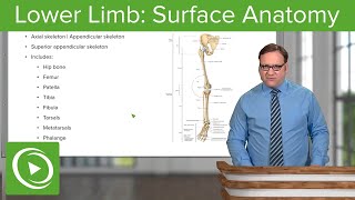 Lower Limb Surface Anatomy amp Osteology – Anatomy  Lecturio [upl. by Hobey]