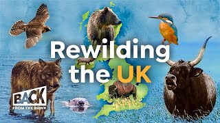 How to Bring Wilderness Back to Britain  Rewilding UK  Back from the Brink [upl. by Sailesh]