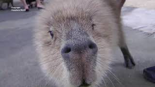 Capybaras Have the Most Beautiful Voices Syu Sings to Meカピバラは最も美しい声を持っていますSyuは私に歌います水豚擁有S唱給我的最美麗的聲音 [upl. by Clemente]