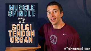 Muscle Spindle vs Golgi Tendon Organ Explained [upl. by Eugilegna602]