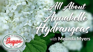 All About Annabelle Hydrangeas [upl. by Morehouse67]