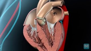 Anatomy of the Heart [upl. by Neelrihs520]