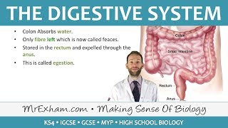 The Digestive System  GCSE Biology 91 [upl. by Ahsina]