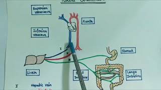 Portal Circulation  Part 1  Basics [upl. by Noreh]