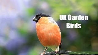 My UK Wildlife Garden Birds [upl. by Gonyea112]