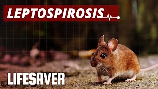 LEPTOSPIROSIS Signs Symptoms Prevention and Treatment [upl. by Yvel]