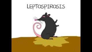 Leptospirosis [upl. by Vtehsta]