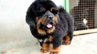 Tibetan Mastiff puppy  919417730301  HKKTibetanMastiffs [upl. by Edna]