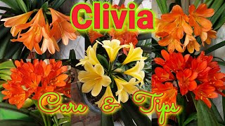 Clivia  Care and Growing Tips [upl. by Nahsaj844]