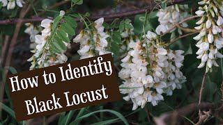 How to ID Black Locust Tree  Wild Edible [upl. by Atnwahsal]