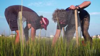 Trophic Cascades in Salt Marsh Ecosystems  HHMI BioInteractive Video [upl. by Anaila]