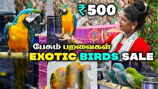 BIRDS SALE ரூ500 முதல் Tamed And Talking Birds For Sale  Sun ConureCockatiel African Love Birds [upl. by Bidle]