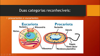 Procariontes e eucariontes  Caracteristicas Gerais [upl. by Moise]