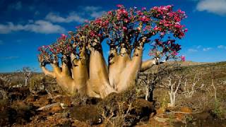 Socotra island The hidden land  Republic of Yemen HD1080p [upl. by Ellora25]