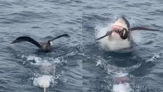 Savage Shark Snatches Bird From Water Surface [upl. by Aden]