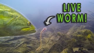 Do Bass Actually Eat Worms  GoPro Live Worm Footage [upl. by Alston161]