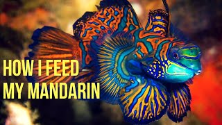 How to get new Green Mandarin Dragonette Fish to feed [upl. by Nimzay666]