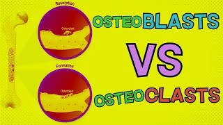 Osteoblasts vs Osteoclasts  HOW DO THEY BOTH FUNCTION Bone Remodeling [upl. by Fotzsyzrk]