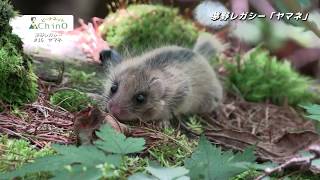 茅野レガシー～未来に残したい茅野遺産～16「ヤマネ」 [upl. by Medarda]