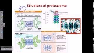 Ubiquitination protein degradation [upl. by Zoie]