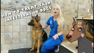 How to Treat Skin Infections in Dogs  Pyoderma [upl. by Nolyaw]