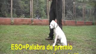 Adiestramiento canino obediencia cachorros [upl. by Thoer666]