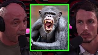 Joe Rogan Talks About Chimp Attacks [upl. by Garik365]