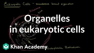 Organelles in eukaryotic cells  The cellular basis of life  High school biology  Khan Academy [upl. by Shuman]