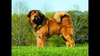 Giant Tibetan Mastiff  Goliath Dog [upl. by Tankoos926]