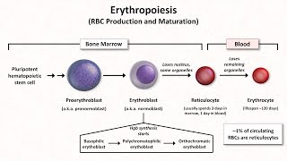 Normal RBC Physiology Including erythropoiesis [upl. by Eicarg]