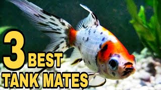 3 Most Perfect Tank Mates For Shubunkin Goldfish [upl. by Neelak]