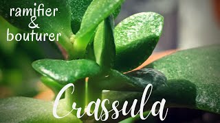 🌿 Comment bouturer et ramifier un Crassula [upl. by Kalbli616]