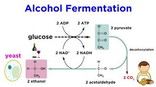 Anaerobic Respiration and Fermentation [upl. by Ainirtac]