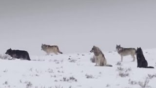 These Wolves Are Hungry for Elk  BBC Earth [upl. by Osicnarf]