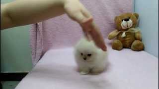 Micro teacup Pomeranian puppies for sale [upl. by Nivan]