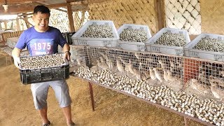 QUAIL FARMING Producing and collecting THOUSANDS of eggs everyday [upl. by Eikin]