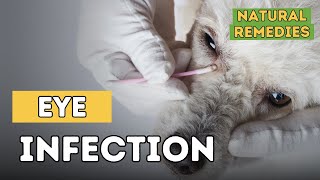 Dog Eye Infections Natural Remedies [upl. by Aneeuqahs299]