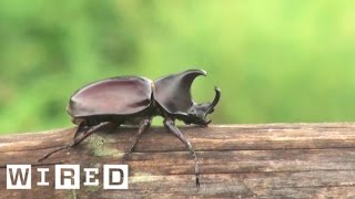 The Biggest Bro of the Insect Kingdom The Rhino Beetle  WIRED [upl. by Limoli886]