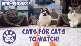 Cats Videos For Cats To Watch With Sound ➙ EPIC 3 HOURS  Cats Playing  Entertainment For Cats [upl. by Delgado106]