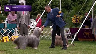 Bearded Collies  Breed Judging 2021 [upl. by Grew598]