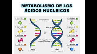 Metabolismo de los ácidos nucleicos [upl. by Menedez]