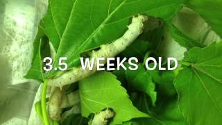 Silkworm lifecycle worm to cocoon [upl. by Nnodnarb]