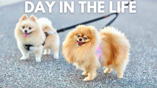 Life with 2 Pomeranians  A Day in the Life of a Pomeranian [upl. by Gerger]