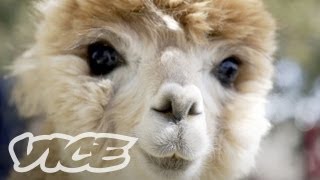 Cute Alpacas  The Cute Show [upl. by Nnomae782]