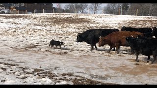 Border Collie Herding Stubborn Cattle [upl. by Enoryt848]