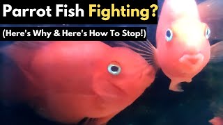 Why Parrot Fish Fighting amp How To Stop It Explained [upl. by Aima971]