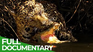 Jaguar VS Caiman Wildlife Encounters  Free Documentary Nature [upl. by Fredek304]