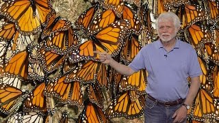 Steven Reppert UMass Part 1 Neurobiology of Monarch Butterfly Migration Migration Overview [upl. by Lachlan]