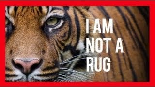 Stop Wildlife Crime The Series  Tigers Video 3  WWF [upl. by Morven]